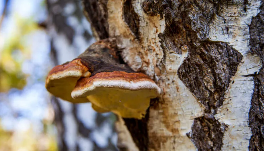 Chaga ponúka prírodnú ochranu proti stresu a starnutiu