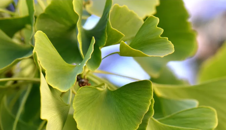 Ginkgo biloba - účinná pomoc pri vysokom krvnom tlaku