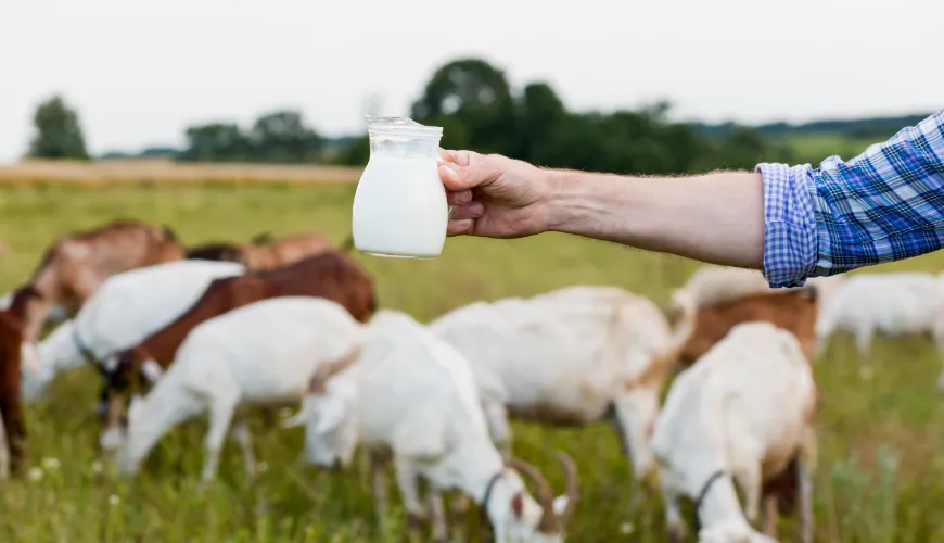 Ako kolostrum posilňuje zdravie a zlepšuje imunitný systém