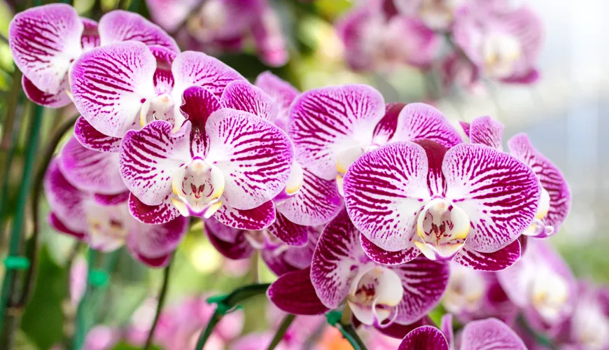 # Jak a kdy správně přesazovat orchideje

Přesazování orchidejí je důležitou součástí jejich péče. S