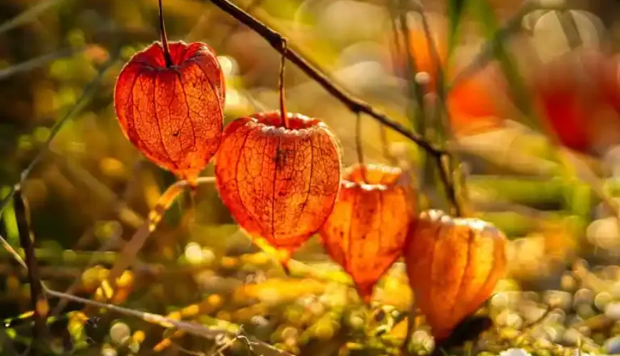 Physalis je ovocím, ktoré prekvapí chuťou aj účinkami