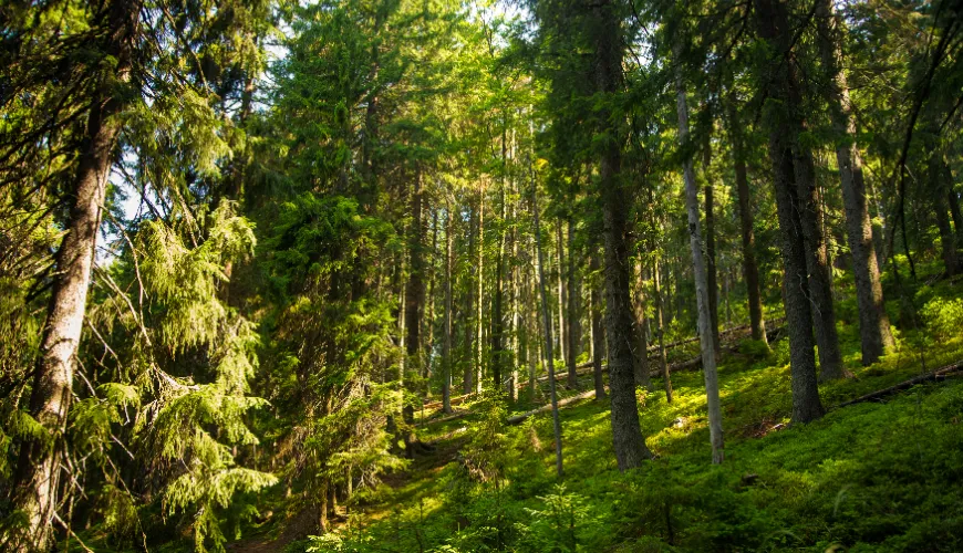 Ružový šum prináša pokojnejšiu myseľ a hlbší spánok